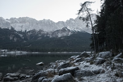 水体附近的树木